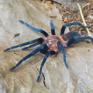 /img/23972-tarantula-legal.webp