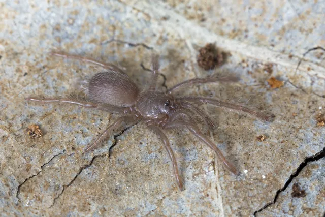 23972 tarantula molting