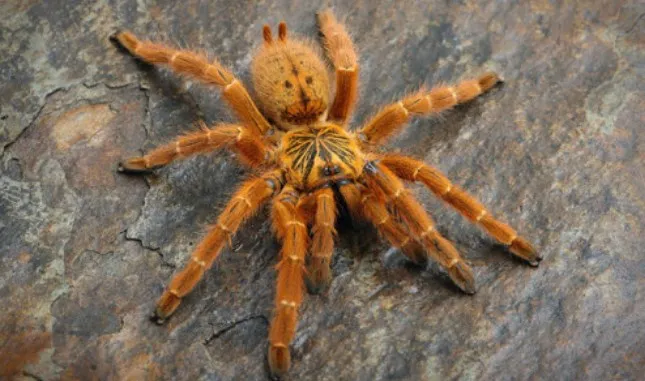 23973 tarantula arizona blonde