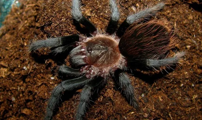 /img/23973-tarantula-handling.webp