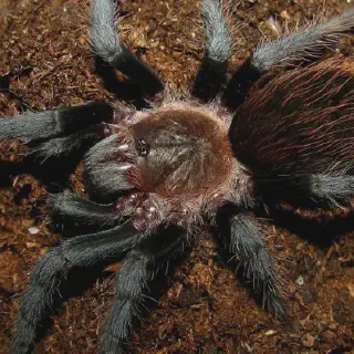 /img/23973-tarantula-handling.webp
