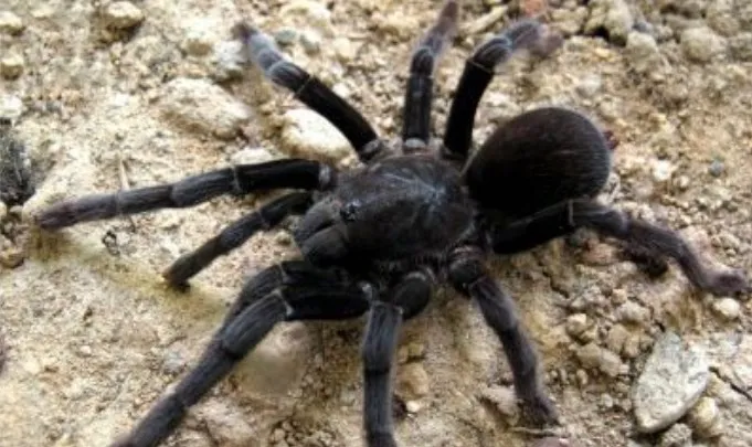 23973 tarantula kelembaban