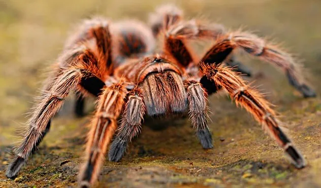 23973 tarantula makan