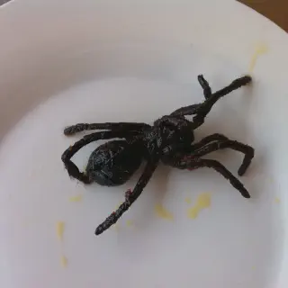/img/23974-tarantula-cultural-significance.webp