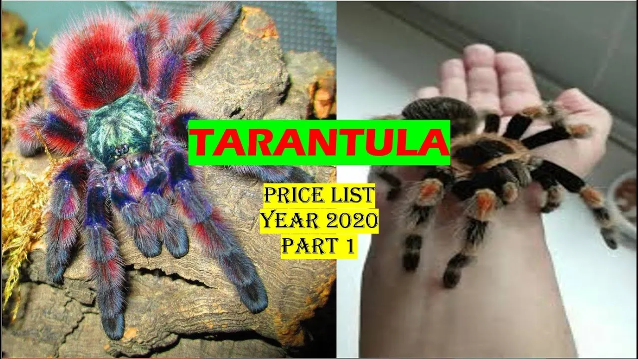 23975 tarantula preco 4