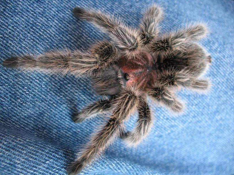 /img/23975-tarantula-preco-7.webp