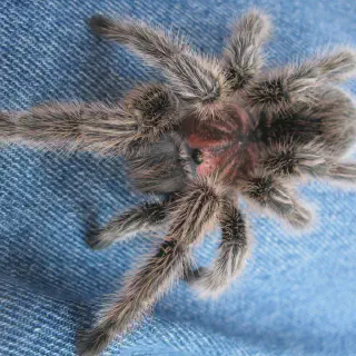 /img/23975-tarantula-preco-7.webp