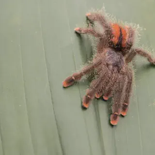 /img/23976-pink-toe-tarantula-breeding.webp