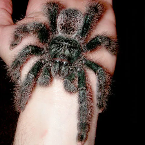 23976 pink toe tarantula feeding