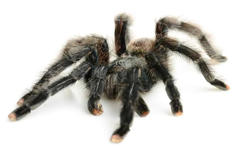 23976 pink toe tarantula handling