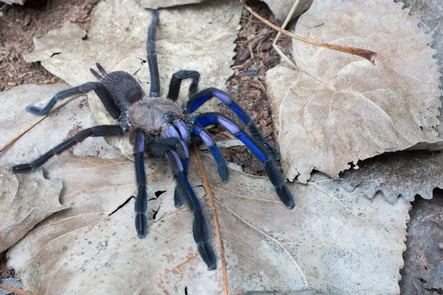 23980 male female tarantulas