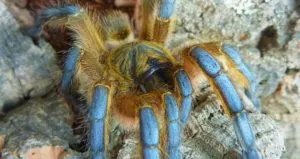 23980 tarantula breeding overview