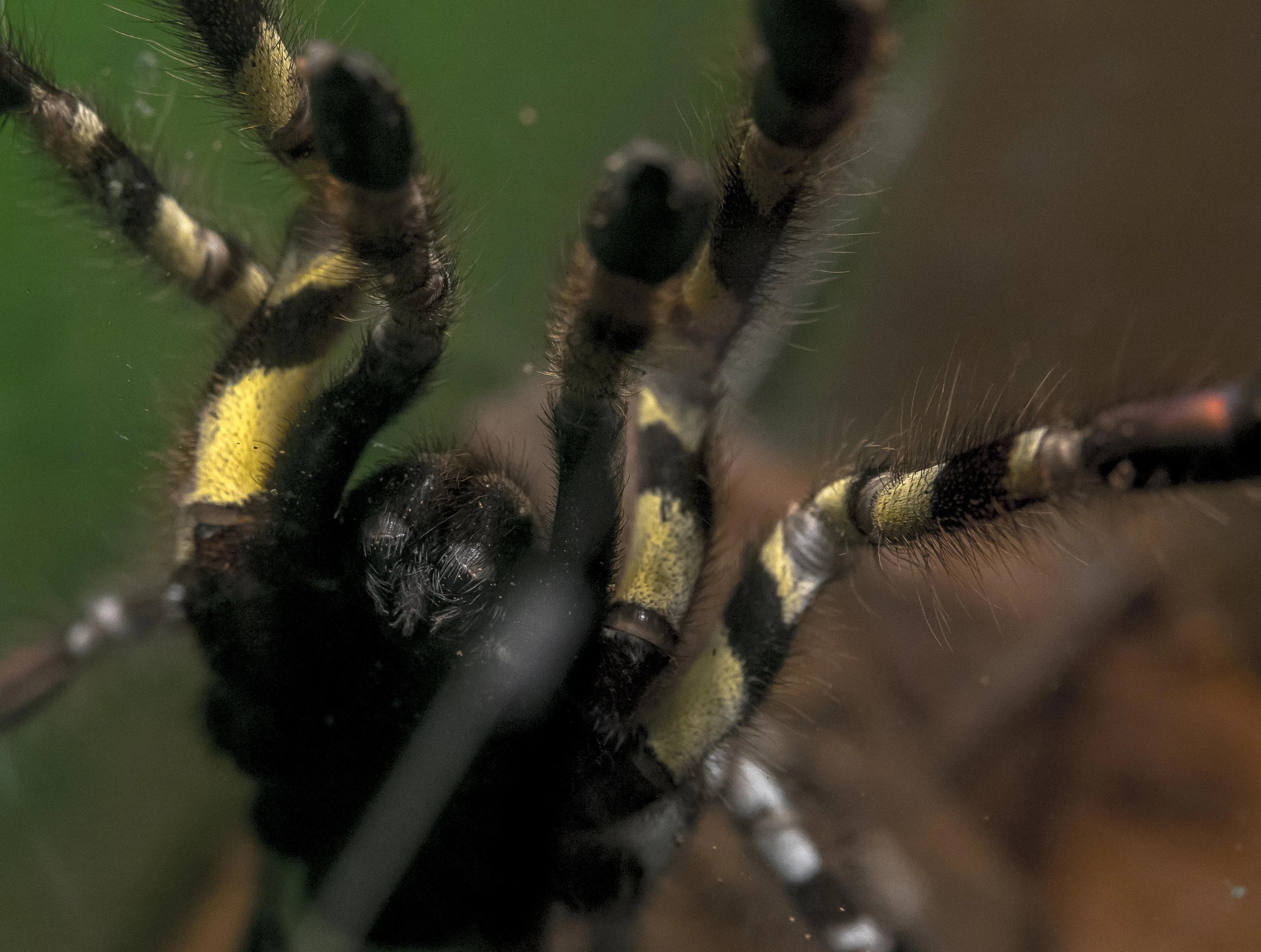 23980 tarantula eggsac