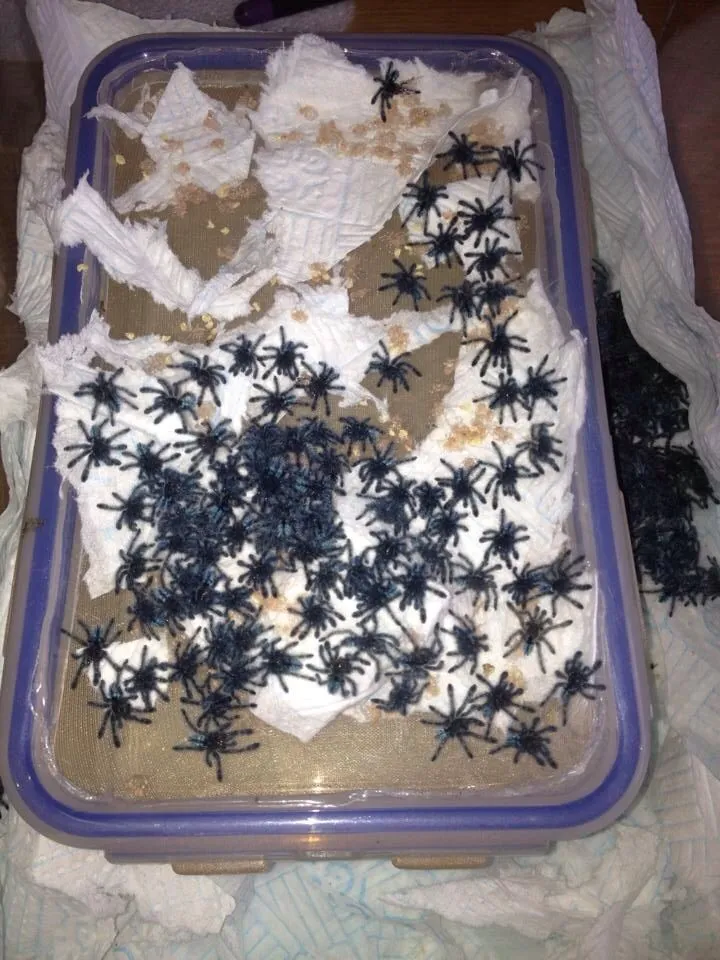 23980 tarantula mating