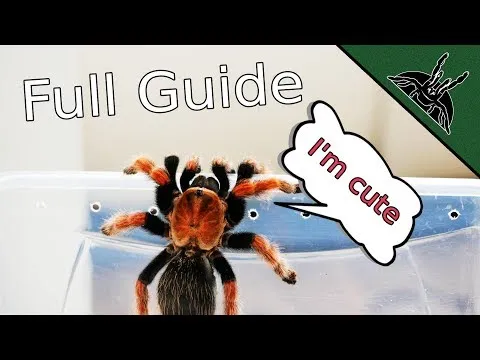 23983 healthy tarantula