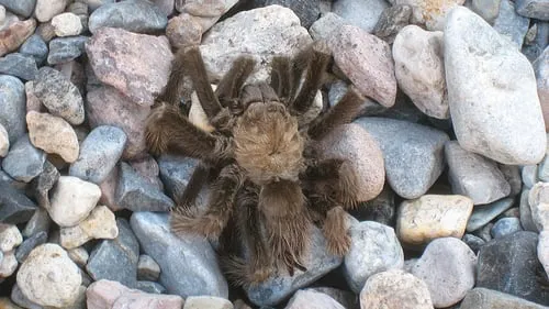 23983 tarantula feeding