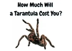 23983 tarantula morphs