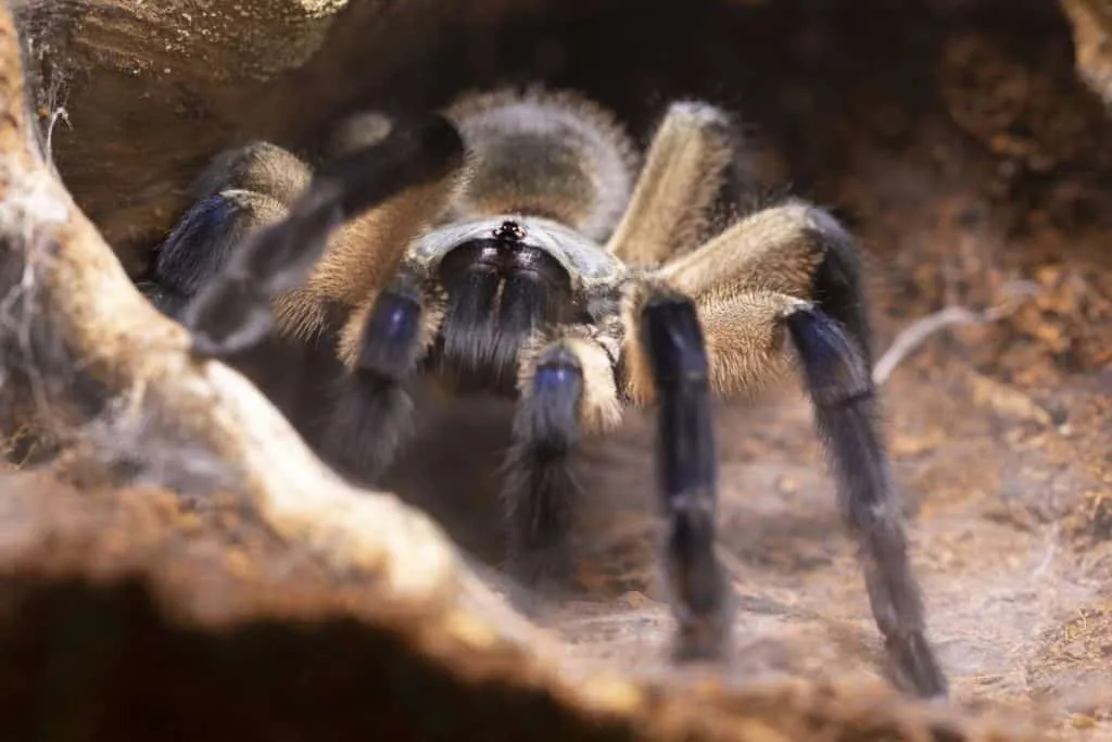 23983 tarantula size