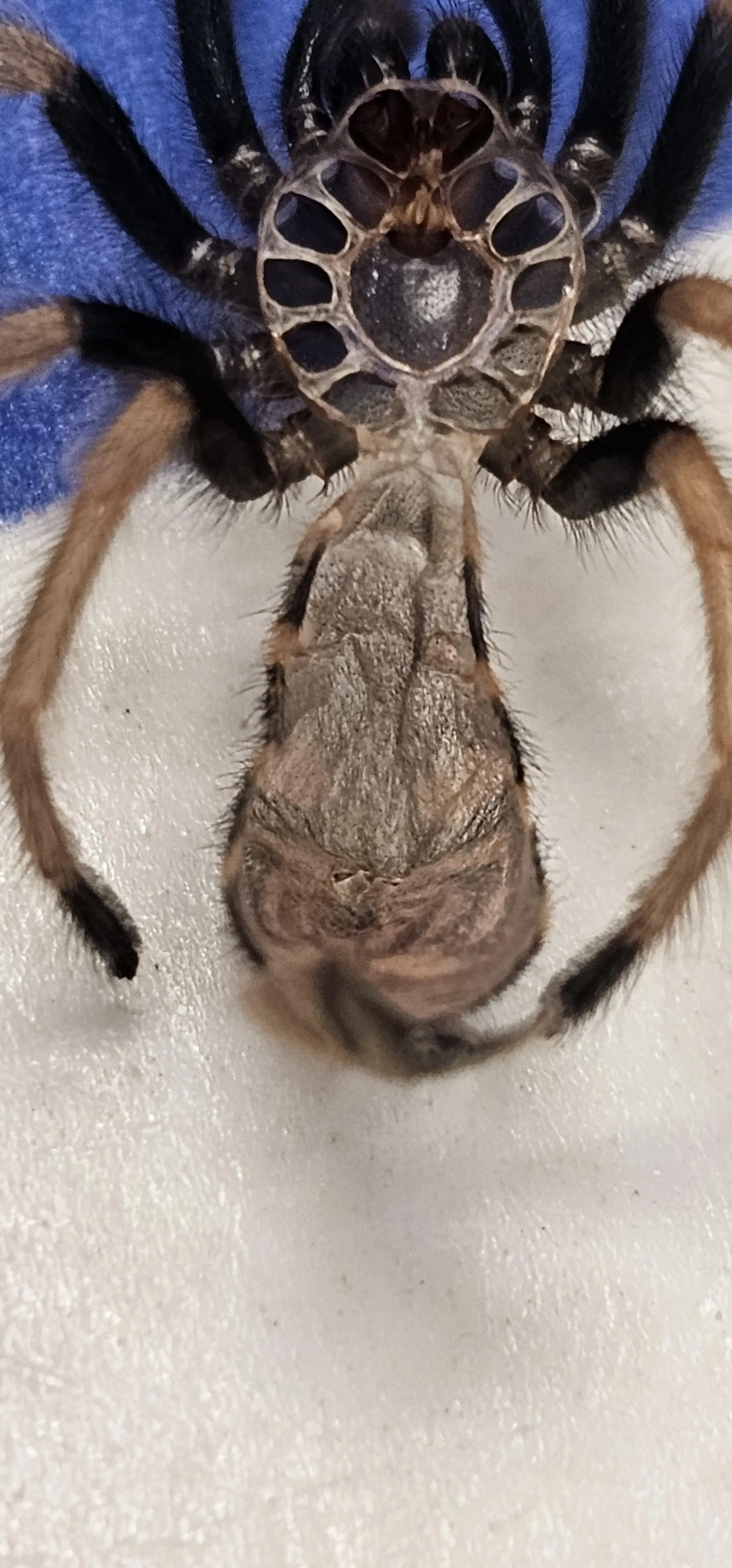 23984 tarantula sling age