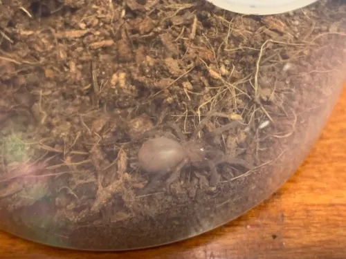 23984 tarantula sling feeding