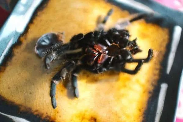 23984 tarantula sling hydration