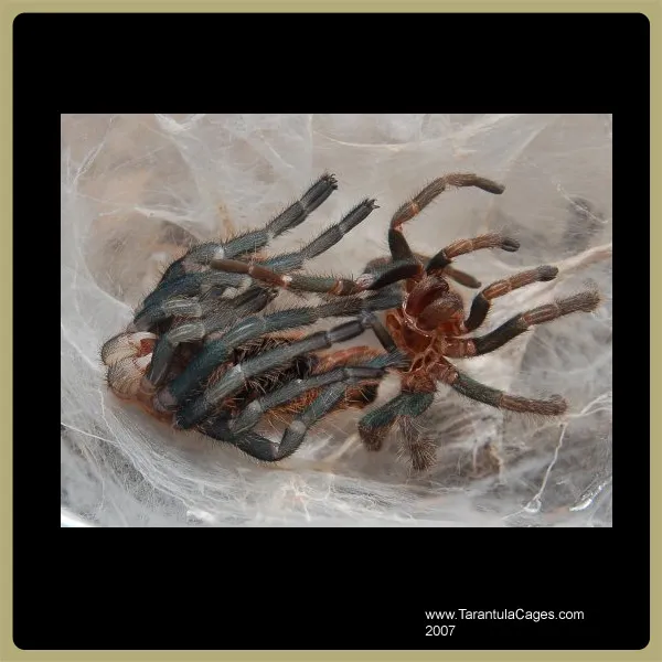 /img/23984-tarantula-sling-problems.webp
