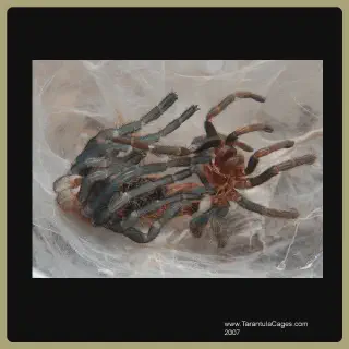 /img/23984-tarantula-sling-problems.webp