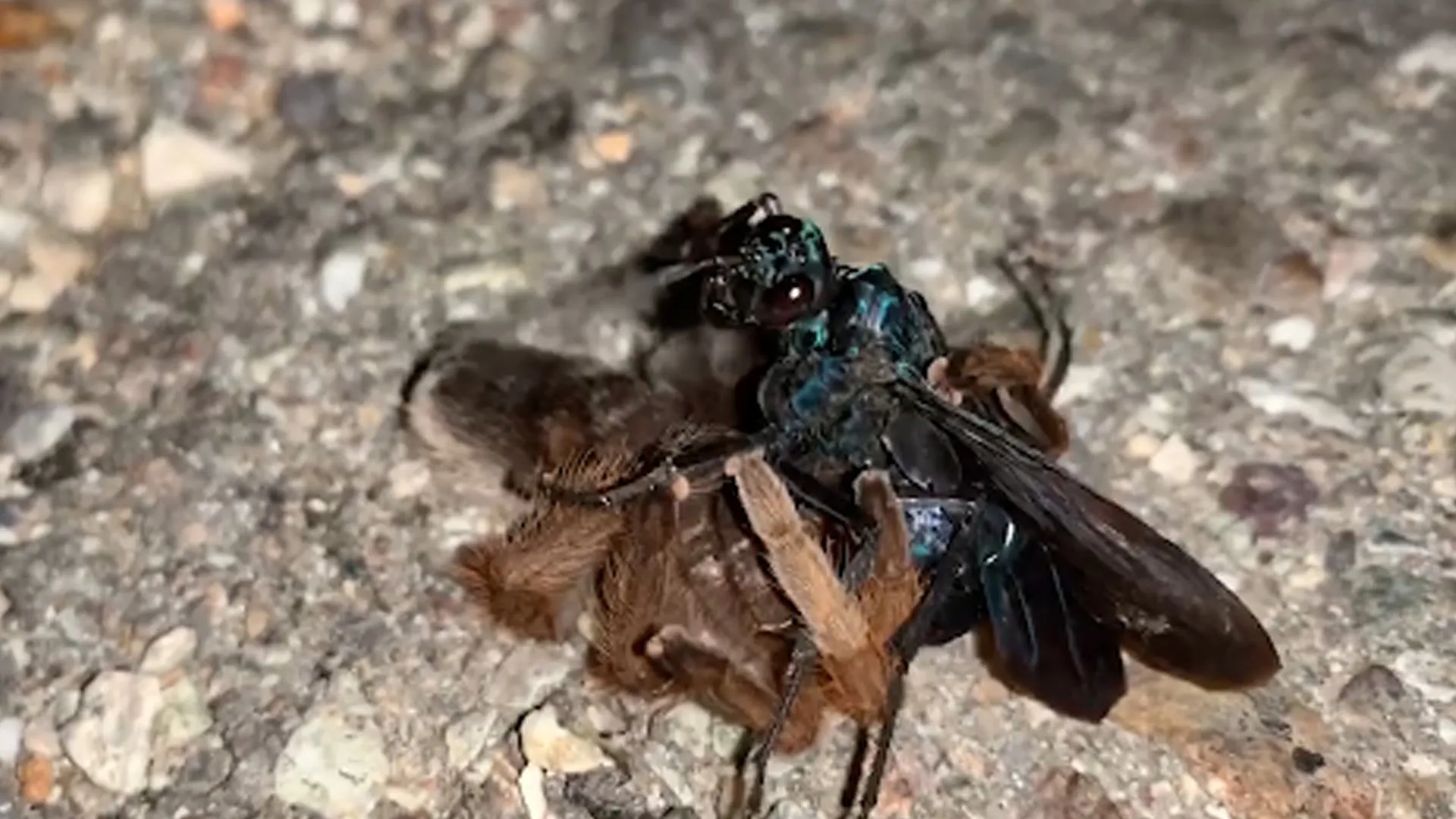 23989 cicada killer appearance