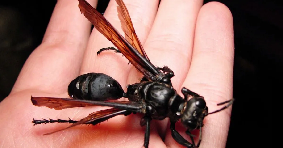23989 cicada killer behavior