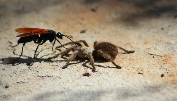 23989 tarantula hawk appearance