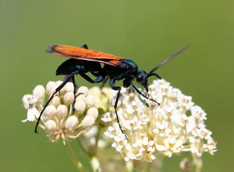 /img/23989-tarantula-hawk-sting.webp