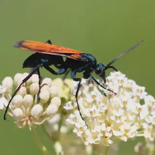 /img/23989-tarantula-hawk-sting.webp