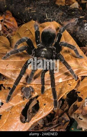 23990 burrowing tarantula diet