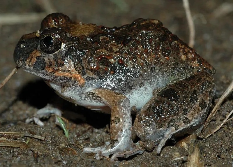 23990 dotted humming frog diet