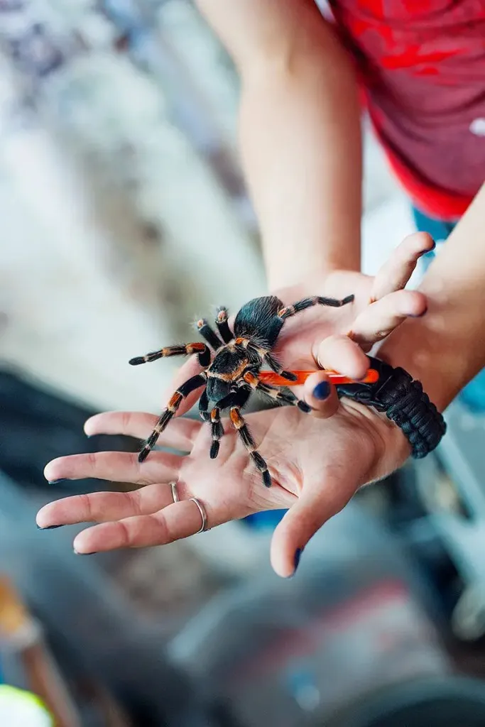 23992 mexican flame knee tarantula appearance