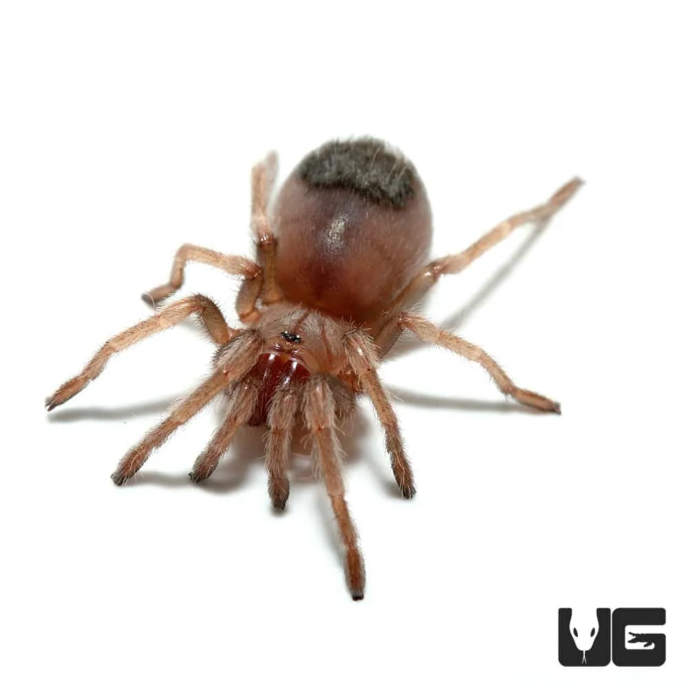 23992 mexican flame knee tarantula feeding