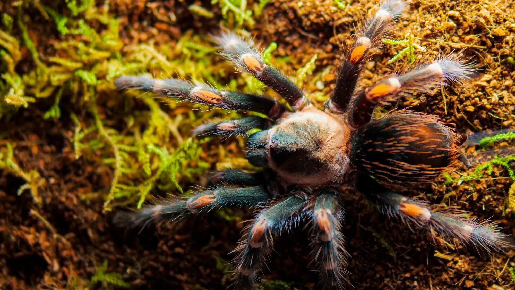 23992 mexican flame knee tarantula habitat