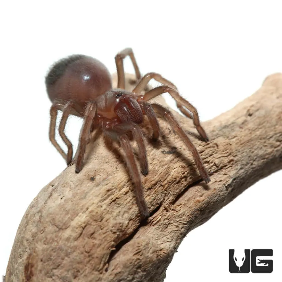 23992 mexican flame knee tarantula molting
