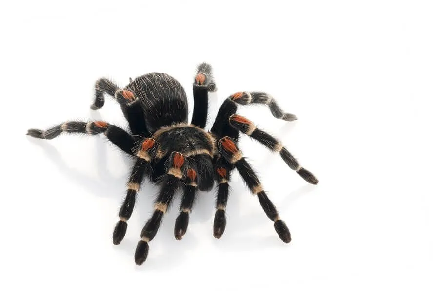 23992 tarantula handling