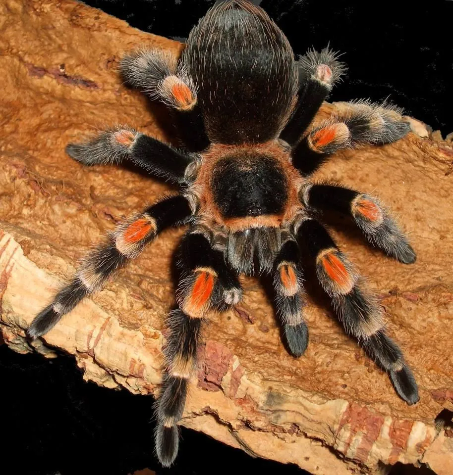 23992 tarantula health issues