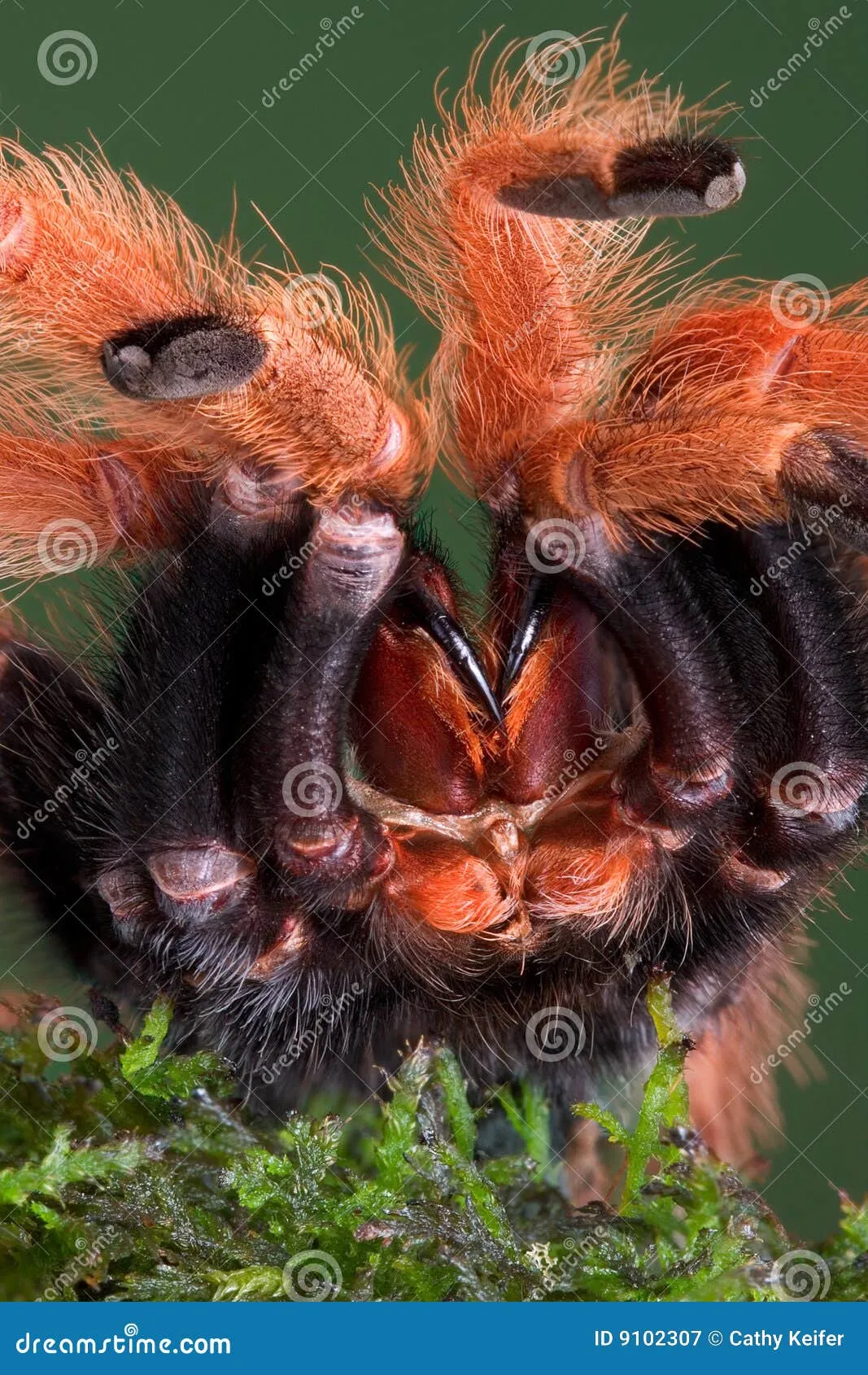 /img/23993-redknee-tarantula-enclosure.webp