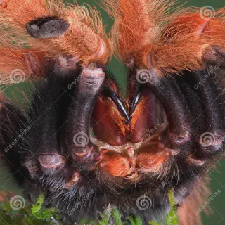 /img/23993-redknee-tarantula-enclosure.webp
