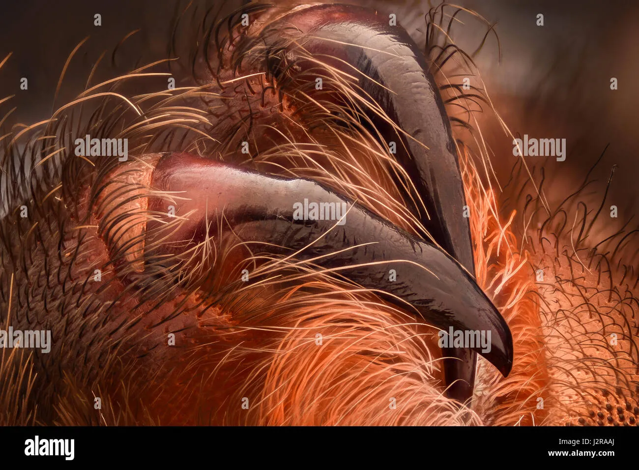 23993 redknee tarantula fangs anatomy