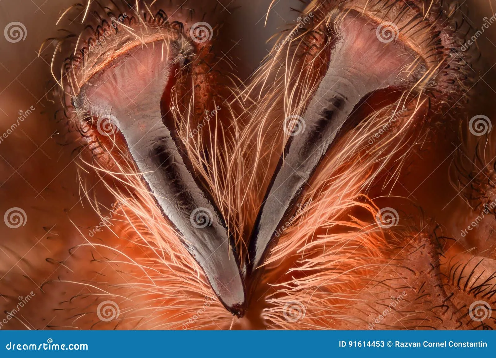 23993 redknee tarantula fangs defending