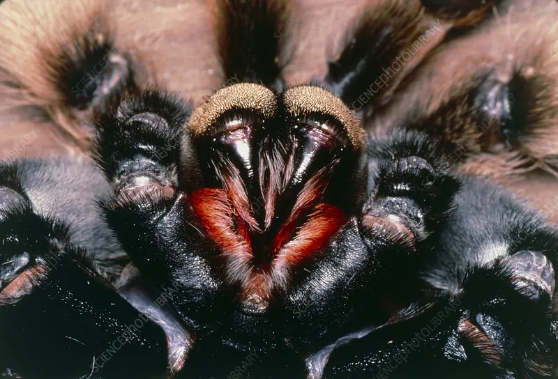 23993 redknee tarantula fangs molting