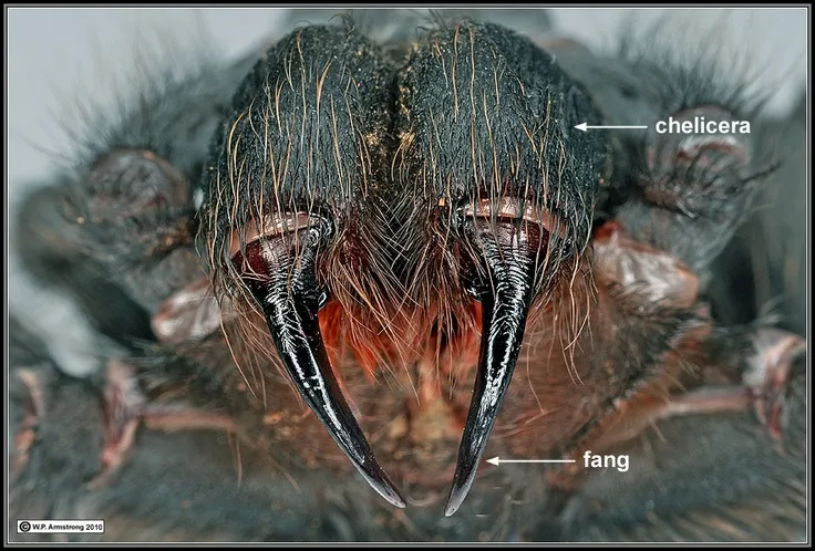 23993 redknee tarantula fangs size