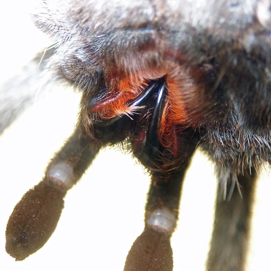 23993 redknee tarantula handling