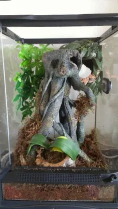 23995 decor for tarantula