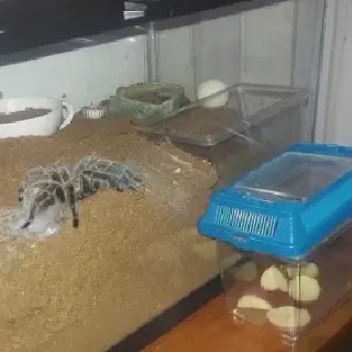 /img/23995-tarantula-feeding.webp