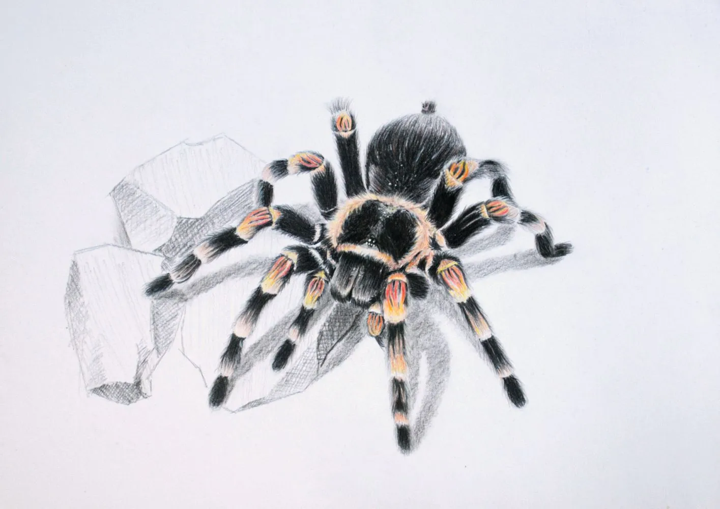 /img/23997-tarantula-drawing-mistakes.webp